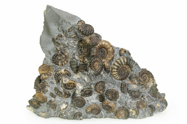Fossil Ammonite (Promicroceras) Cluster - Marston Magna, England #351035